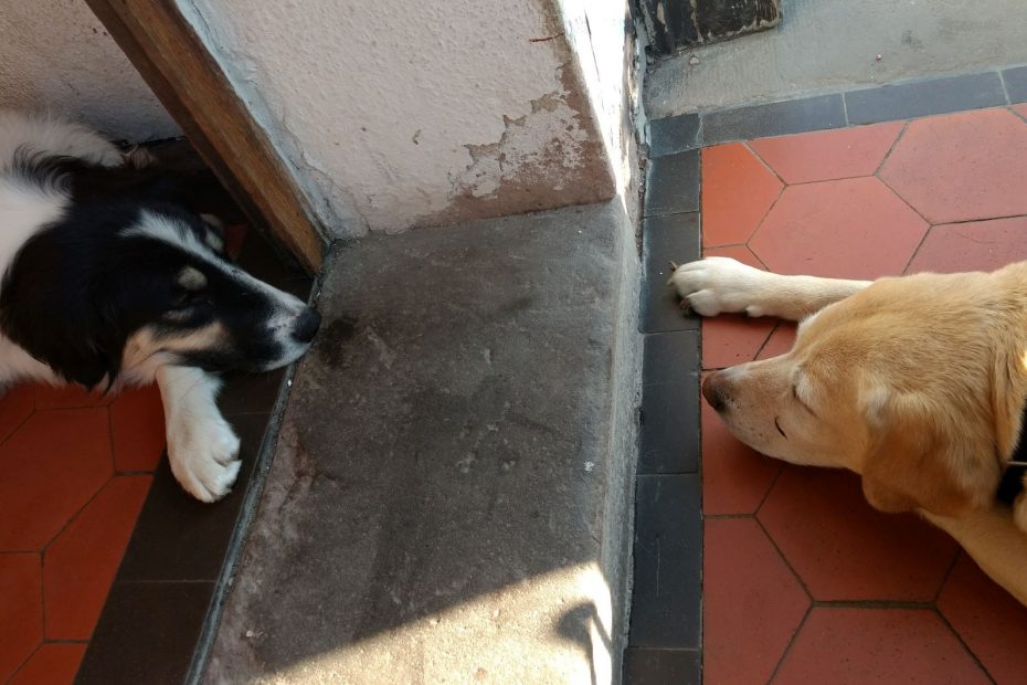 Zwei Hunde liegen sich auf einer Türschwelle gegenüber und schauen sich an.