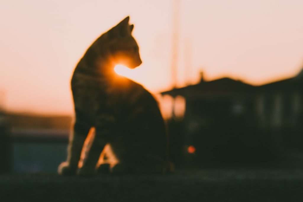 Ein verschwommenes Foto von einer Katze vor einem Haus im Sonnenuntergang. Und die Frage: "Wo sind meine Träume hin?"