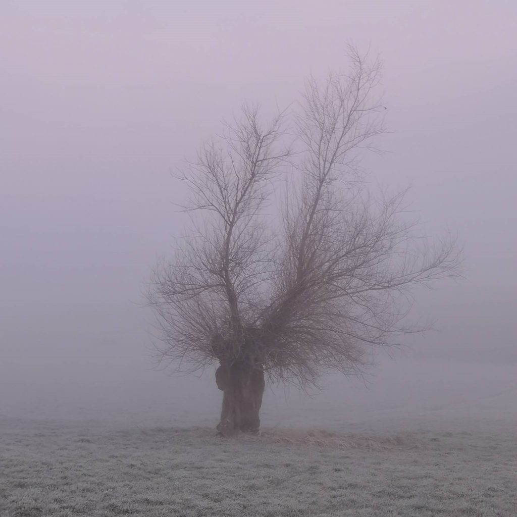 Der 12. Februar 2022 begann neblig. Hier ist ein Baumstumpf im Nebel zu sehen.