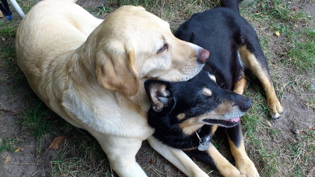 Eine helle Labradorin und ein kleiner Schäferhundmix stehen stellvertretend für die geliebten vierbeinigen Begleiter, die schon gegangen sind.
