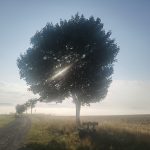 Auch im August 2022 entstanden: Das Foto von einem Baum mit Bank in der durch den Nebel scheinenden Sonne.