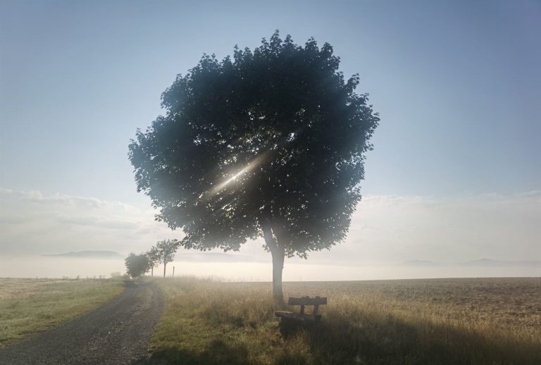 Auch im August 2022 entstanden: Das Foto von einem Baum mit Bank in der durch den Nebel scheinenden Sonne.