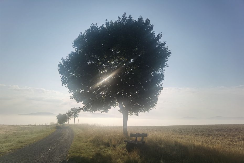 Auch im August 2022 entstanden: Das Foto von einem Baum mit Bank in der durch den Nebel scheinenden Sonne.