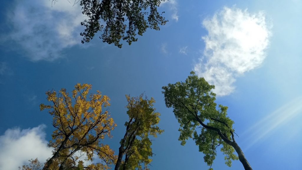 Auch ein Tipp gegen Herbstblues: Nach oben schauen. Hier sind Baumkronen mit teilweise schon gefärbten Blättern vor einem blauen Himmel mit einigen Wolken zu sehen.