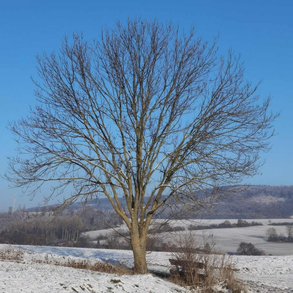 "Mein" Baum an einem Wintertag des Dezember 2022.
