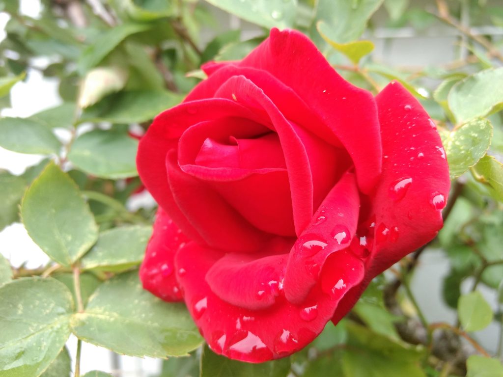 Zu einem Liebesbrief gehört auch eine Rose. Hier ist eine rote.