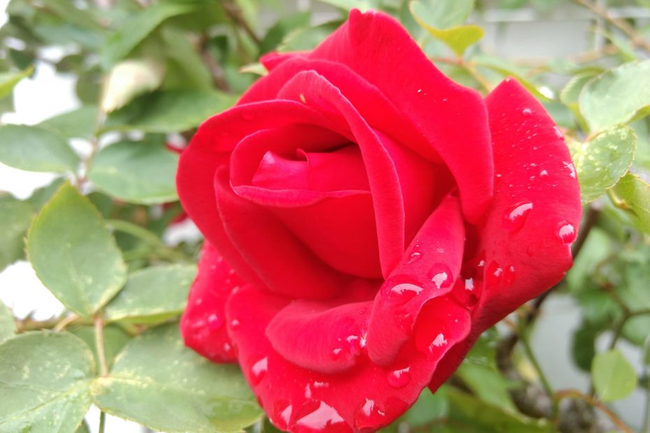 Zu einem Liebesbrief gehört auch eine Rose. Hier ist eine rote.
