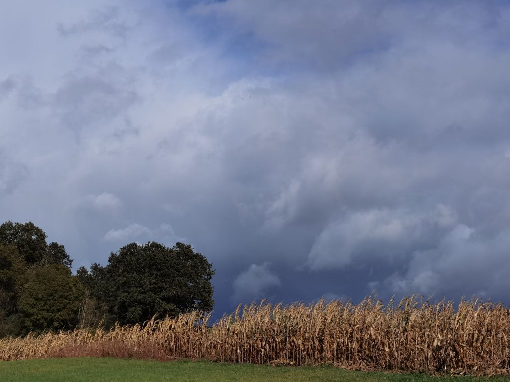 Ein Maisfeld vor einem wolkigen Himmel im Oktober 2023.