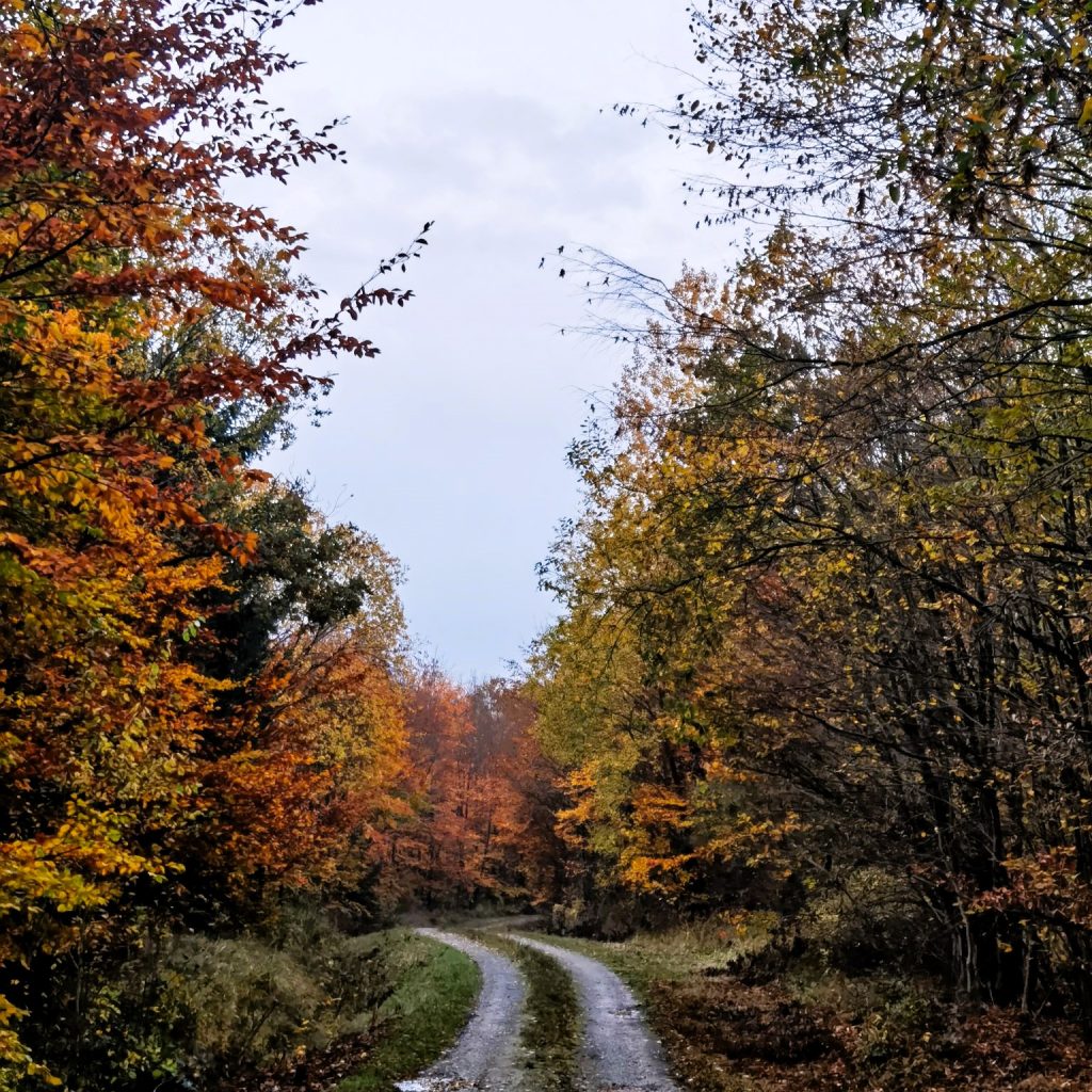 Ein Waldweg bei Dankelshausen am Sonntag, den 12. November 2023.